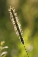 06-7036 Backlit Grass Stem and Seed Head.